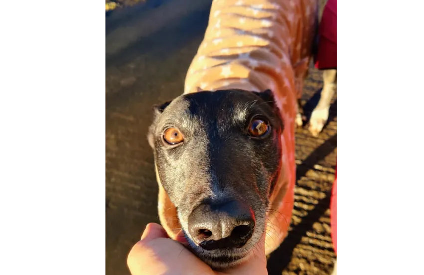 Greyhound Morrigan