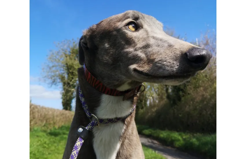 Greyhound Ollie