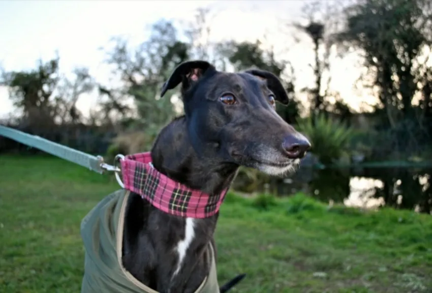 Greyhound Belle