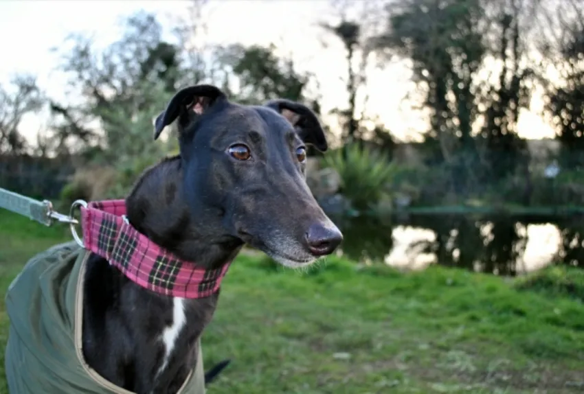 Greyhound Belle