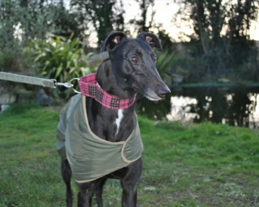 Greyhound Belle
