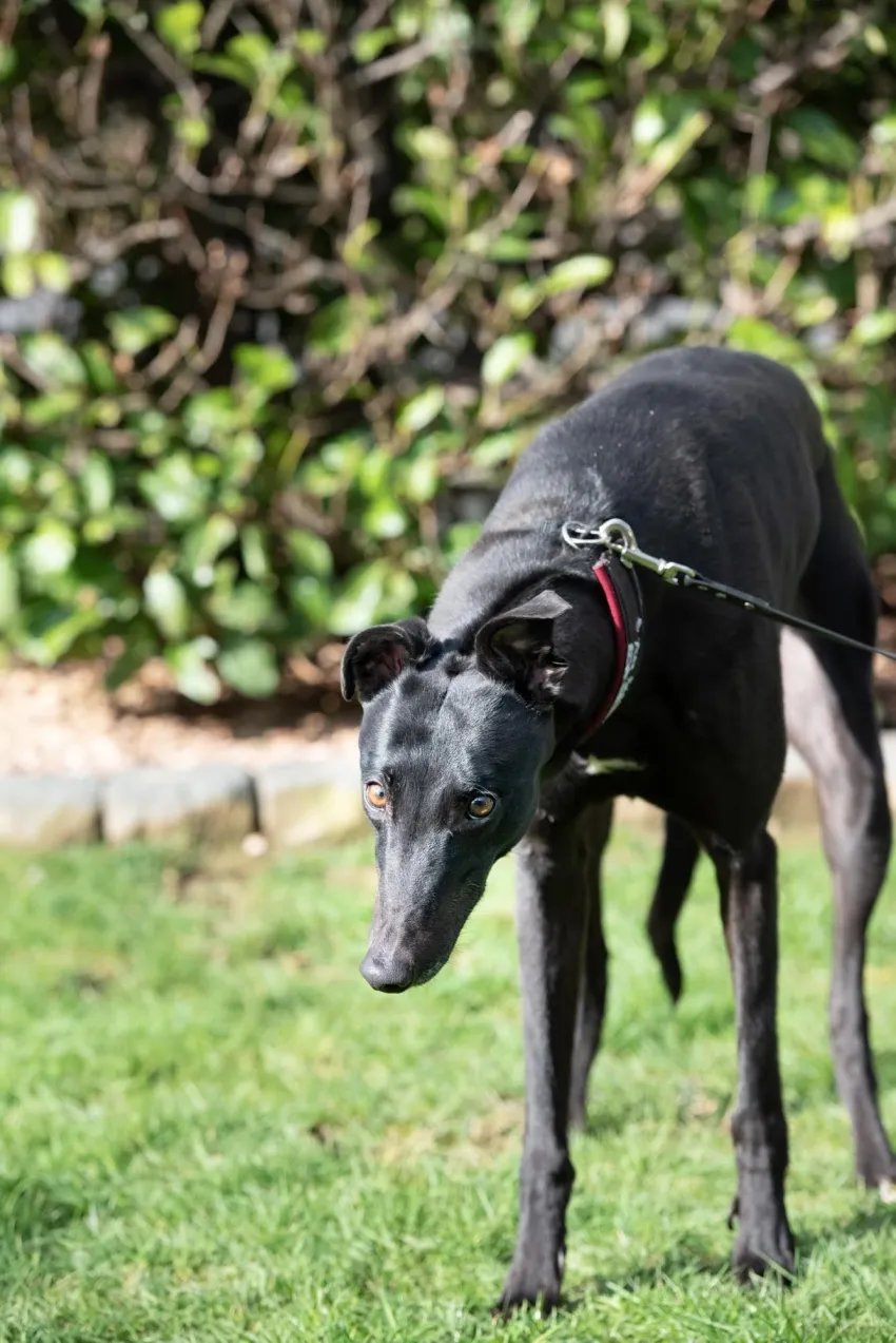 Greyhound Margo