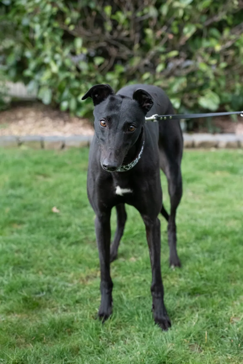 Greyhound Margo
