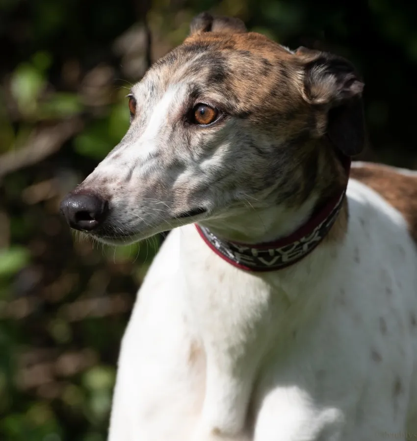 Greyhound Sally
