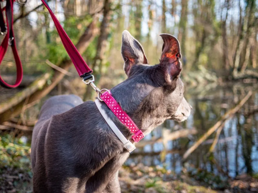 Greyhound Erin+Sofia