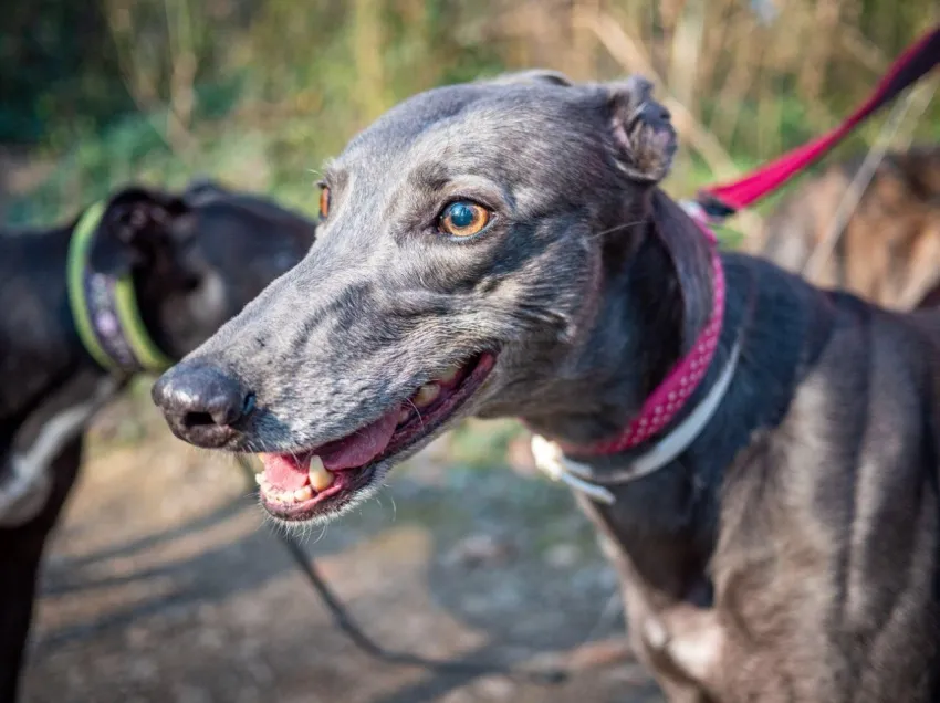 Greyhound Erin+Sofia