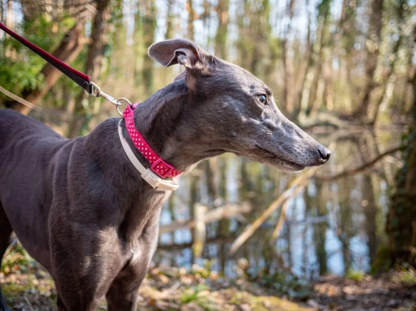 Greyhound Erin+Sofia