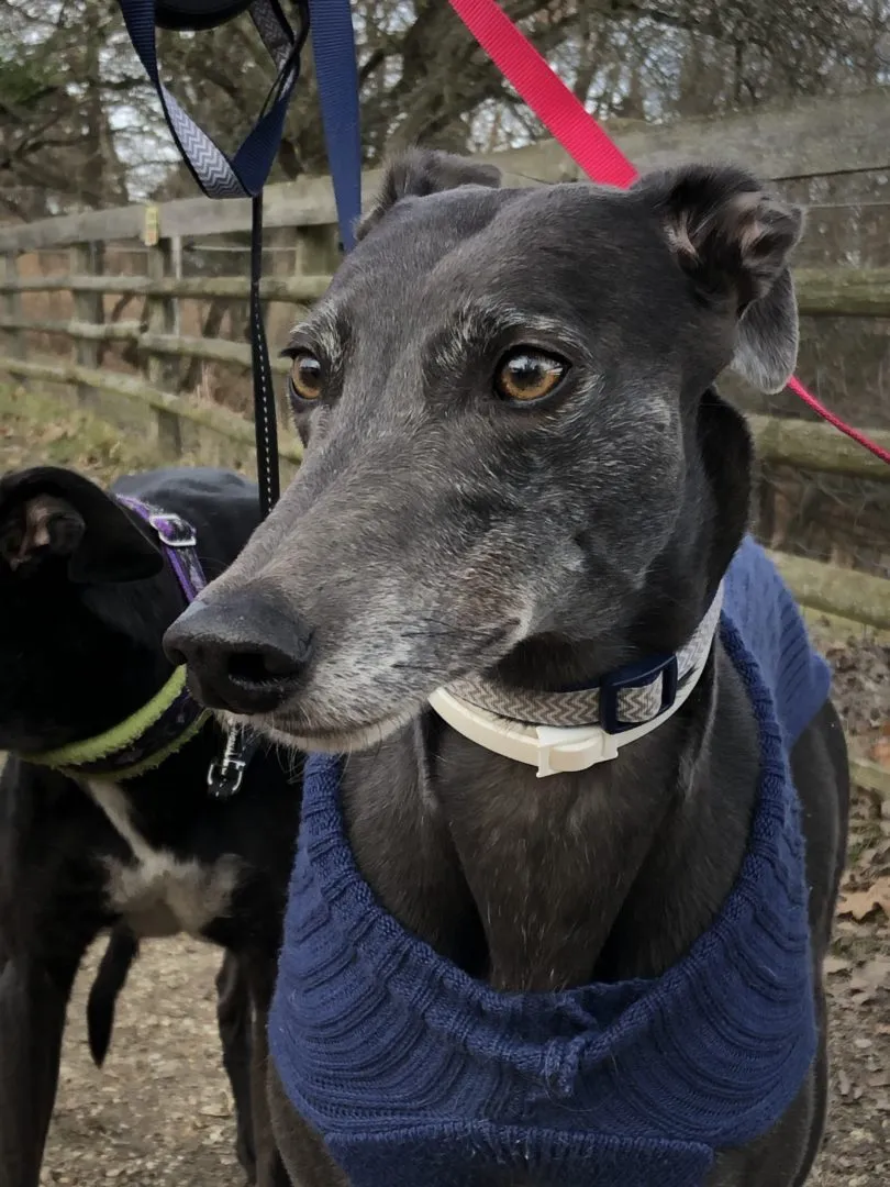 Greyhound Erin+Sofia