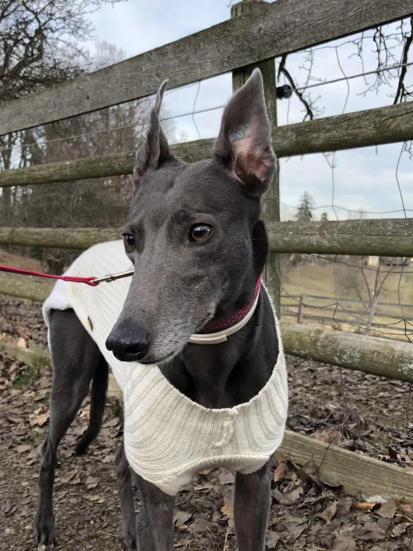 Greyhound Erin+Sofia