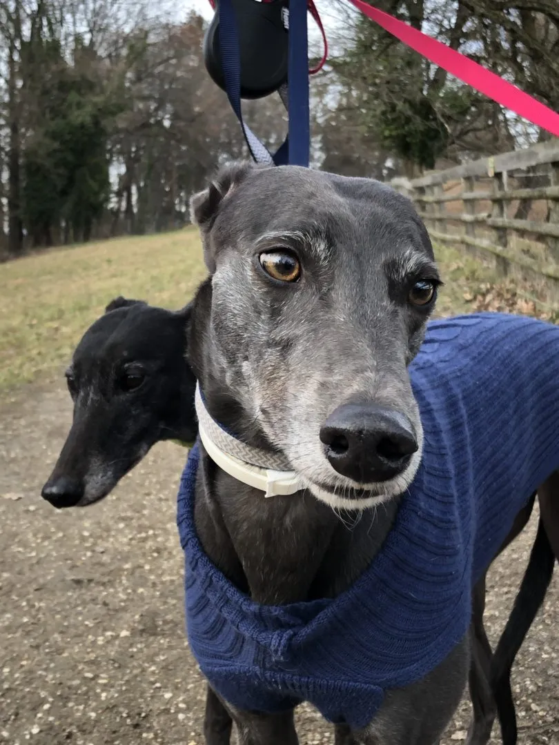 Greyhound Erin+Sofia