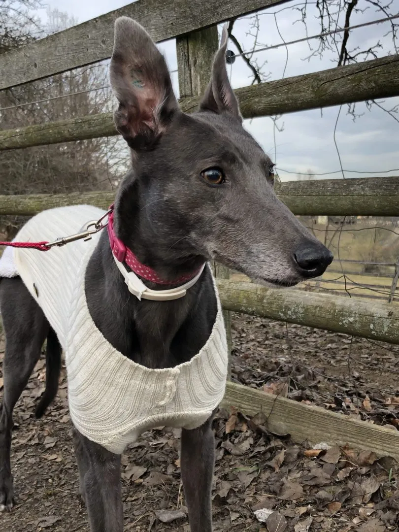 Greyhound Erin+Sofia