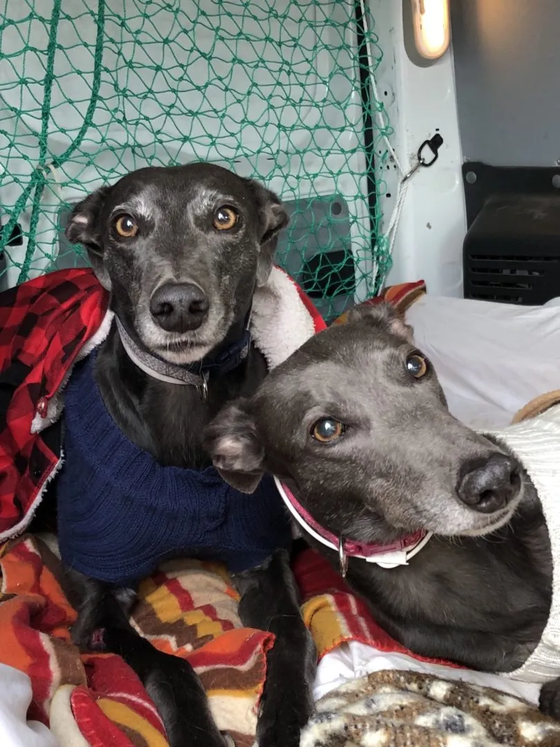 Greyhound Erin+Sofia