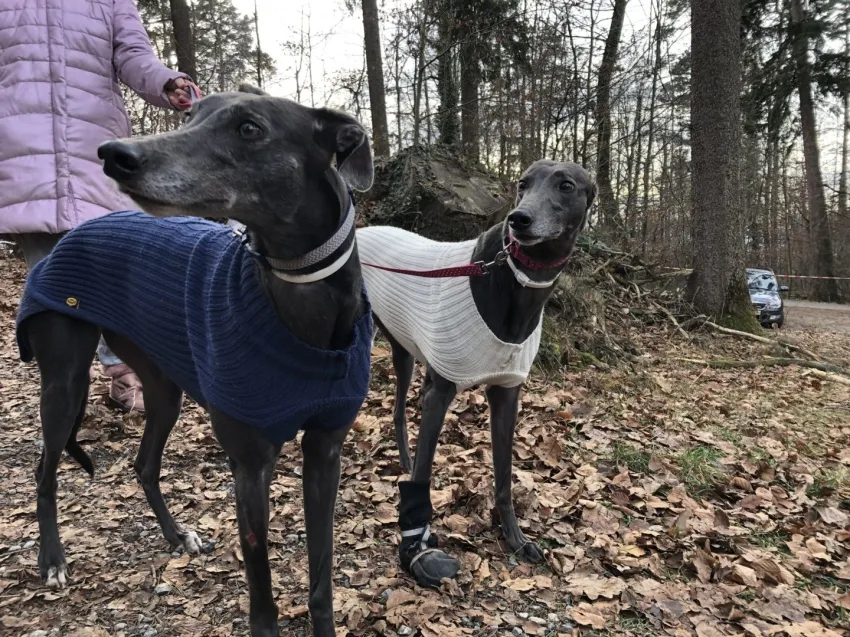 Greyhound Erin+Sofia