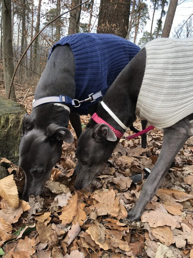 Greyhound Erin+Sofia