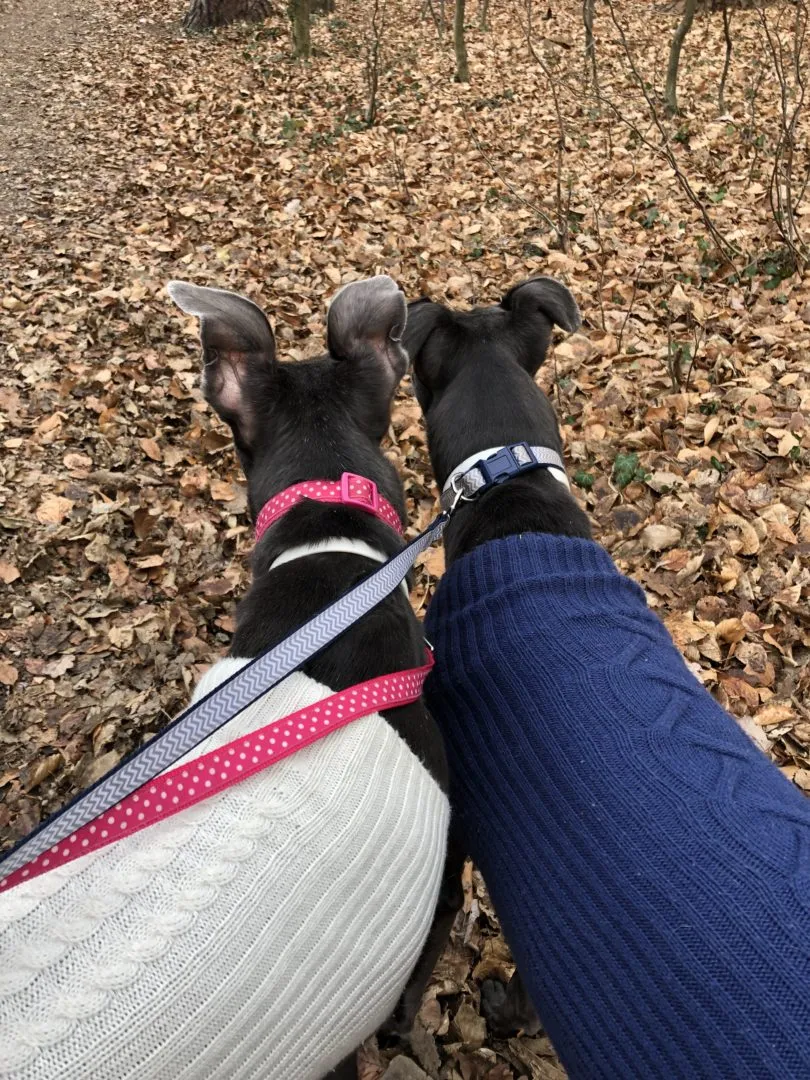 Greyhound Erin+Sofia