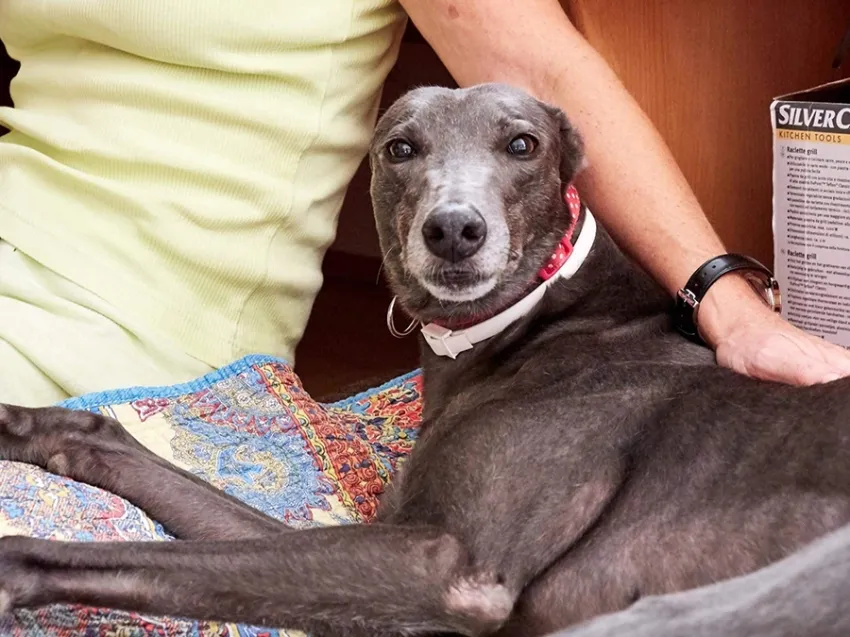 Greyhound Erin+Sofia