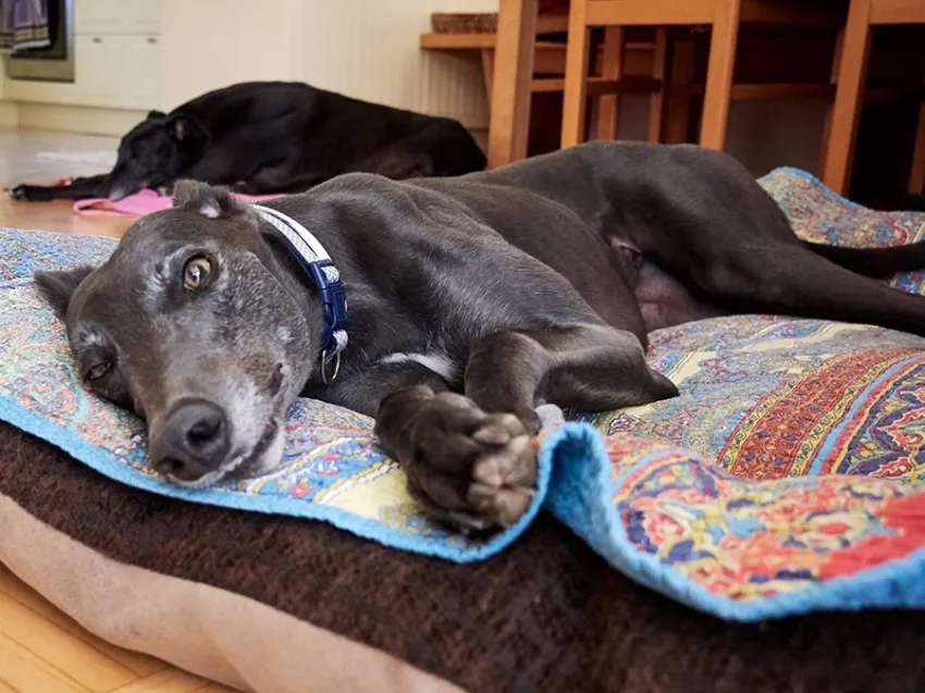 Greyhound Erin+Sofia