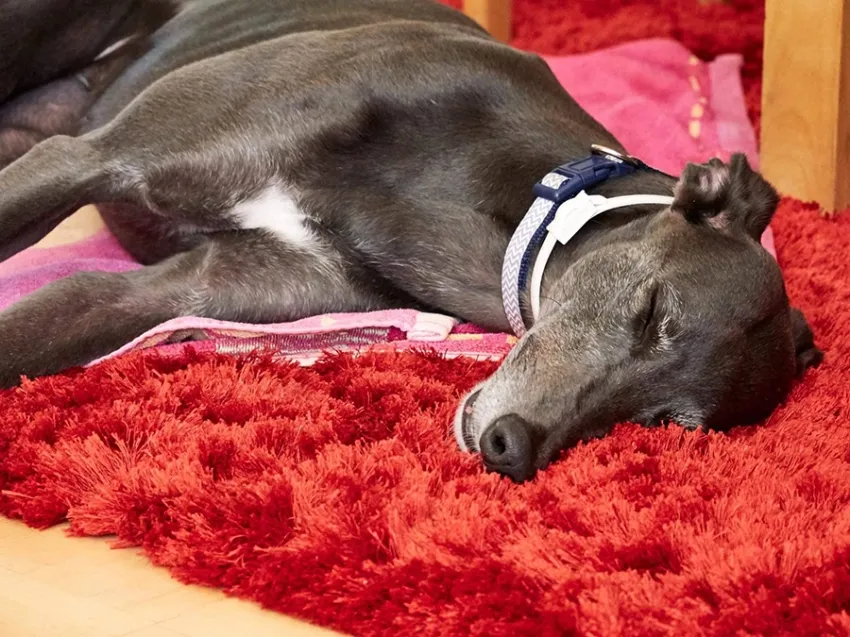 Greyhound Erin+Sofia