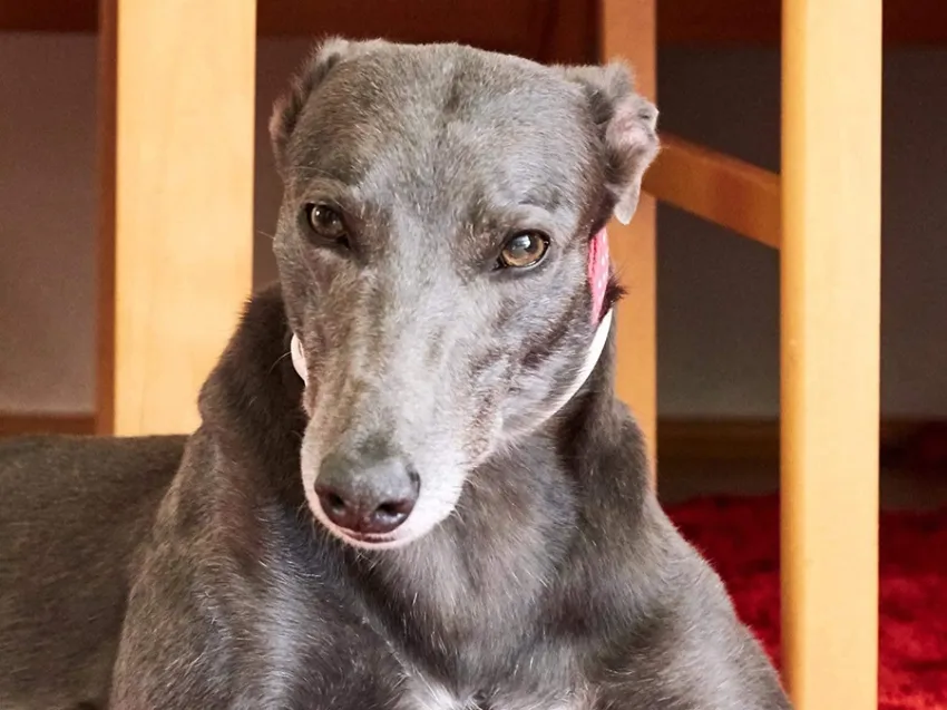 Greyhound Erin+Sofia