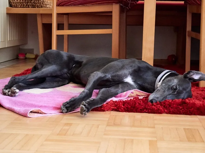 Greyhound Erin+Sofia