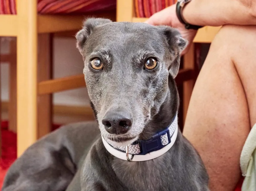 Greyhound Erin+Sofia