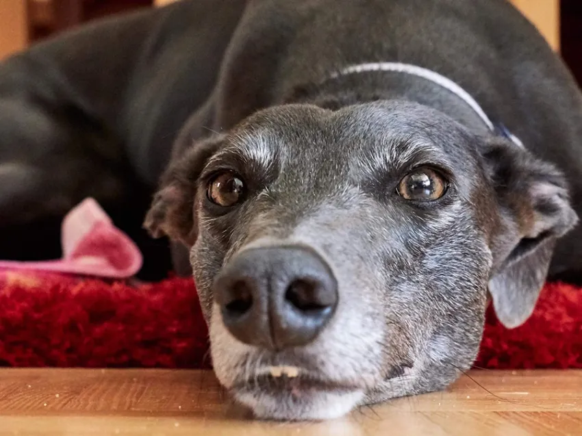 Greyhound Erin+Sofia