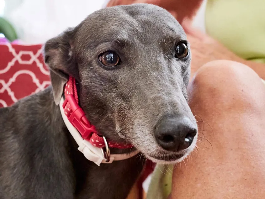 Greyhound Erin+Sofia