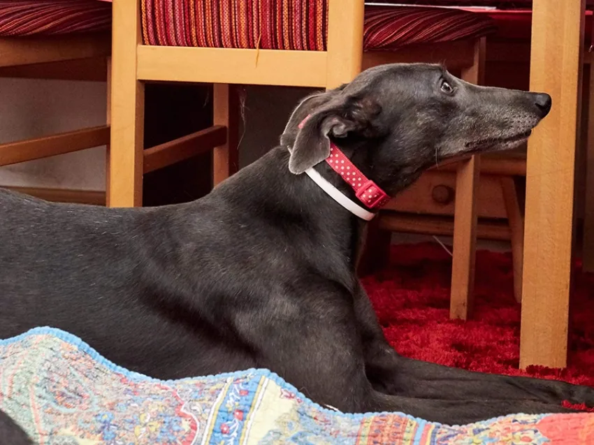 Greyhound Erin+Sofia