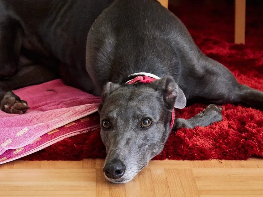 Greyhound Erin+Sofia