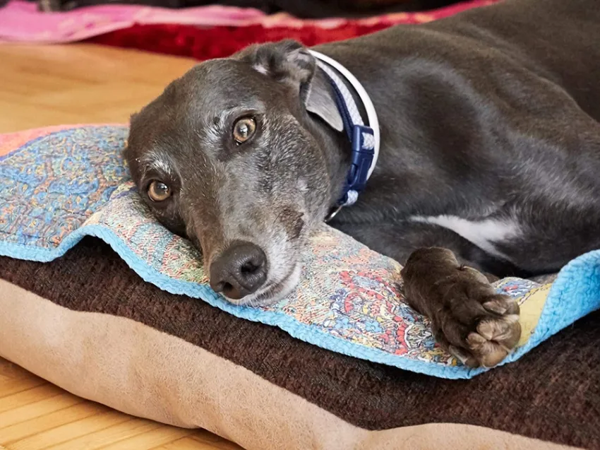 Greyhound Erin+Sofia