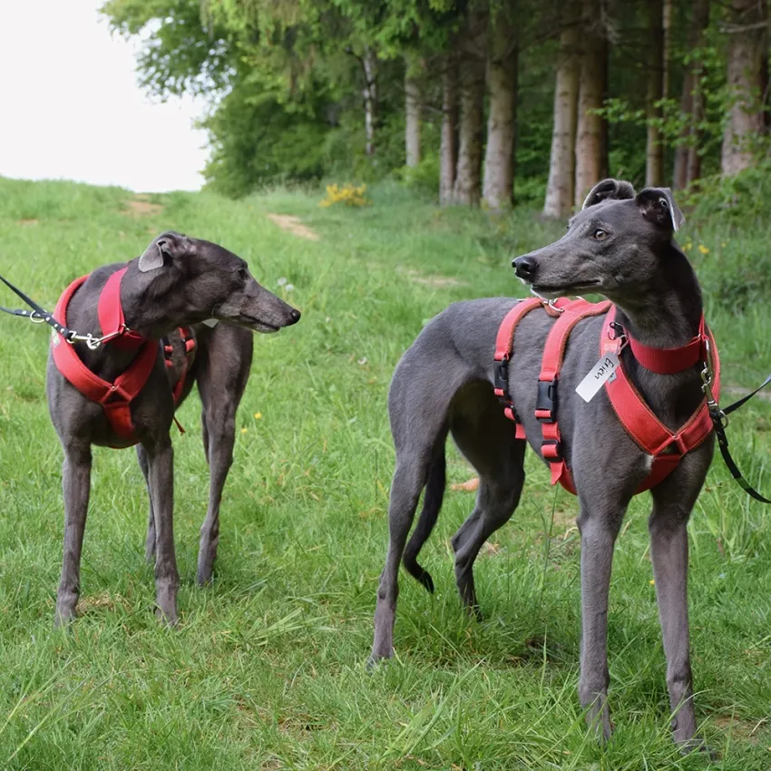 Greyhound Erin+Sofia