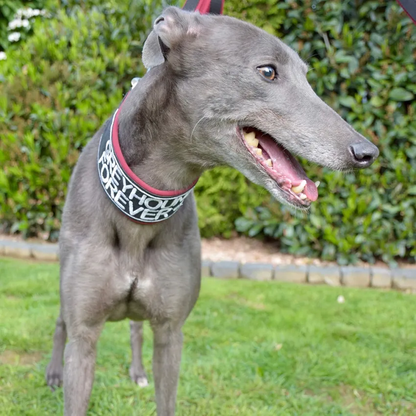 Greyhound Erin+Sofia