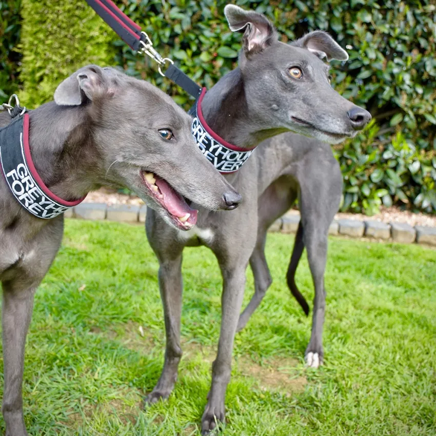 Greyhound Erin+Sofia