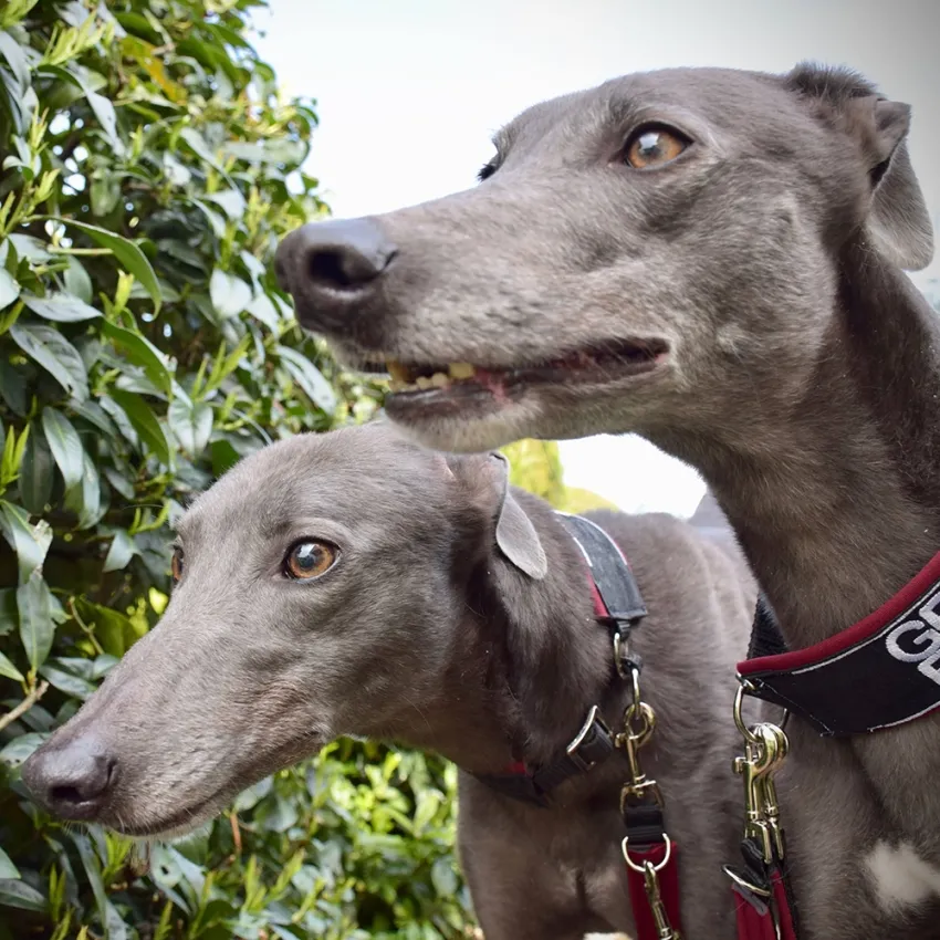 Greyhound Erin+Sofia