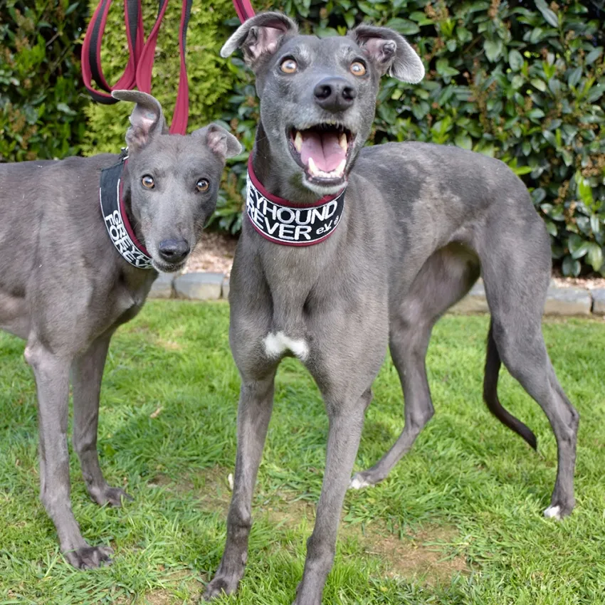 Greyhound Erin+Sofia
