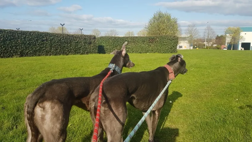 Greyhound Erin+Sofia