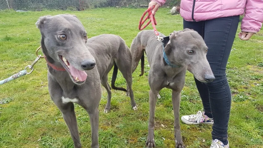 Greyhound Erin+Sofia