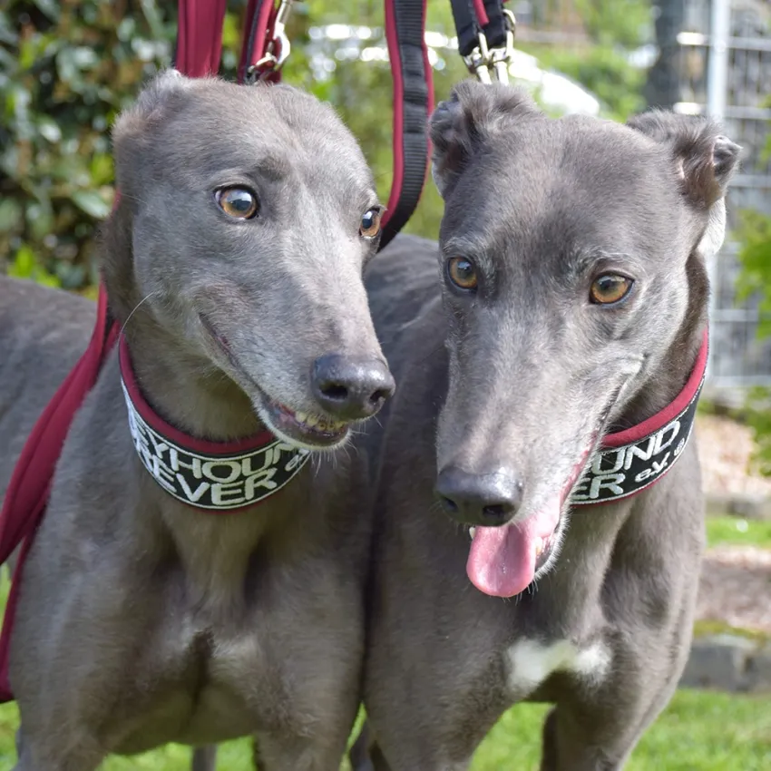 Greyhound Erin+Sofia