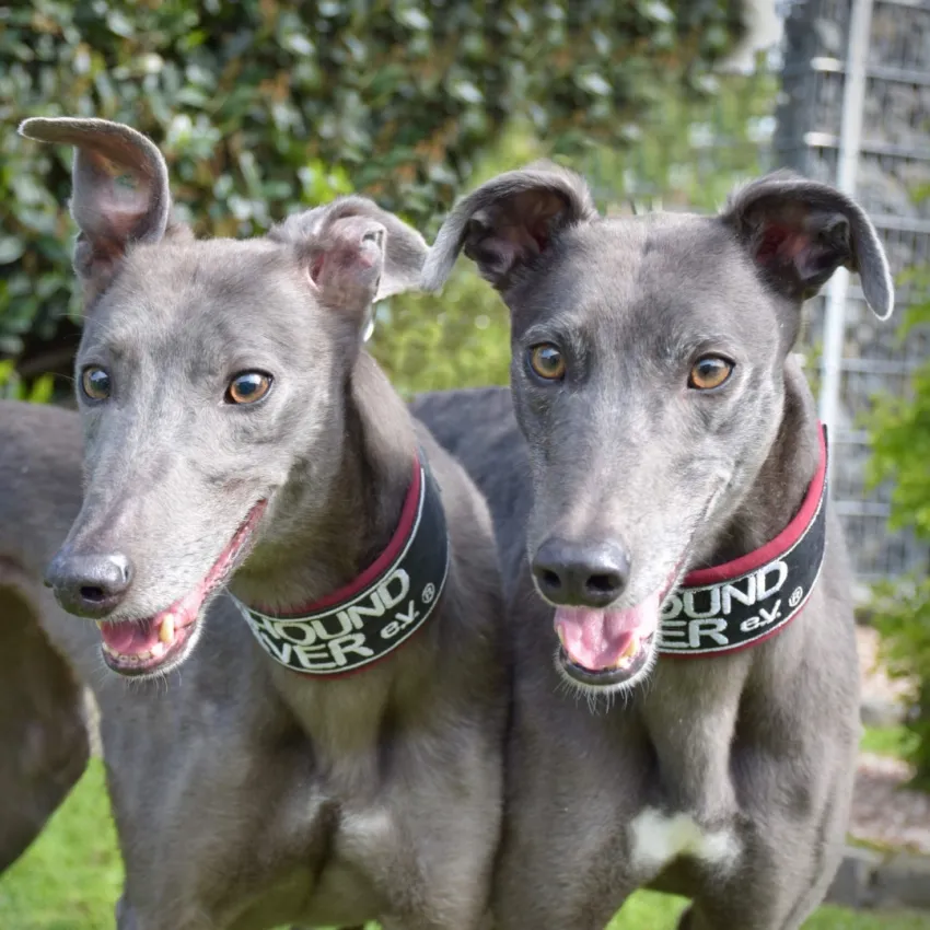 Greyhound Erin+Sofia