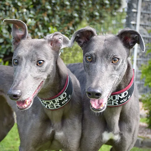 Greyhound Erin+Sofia