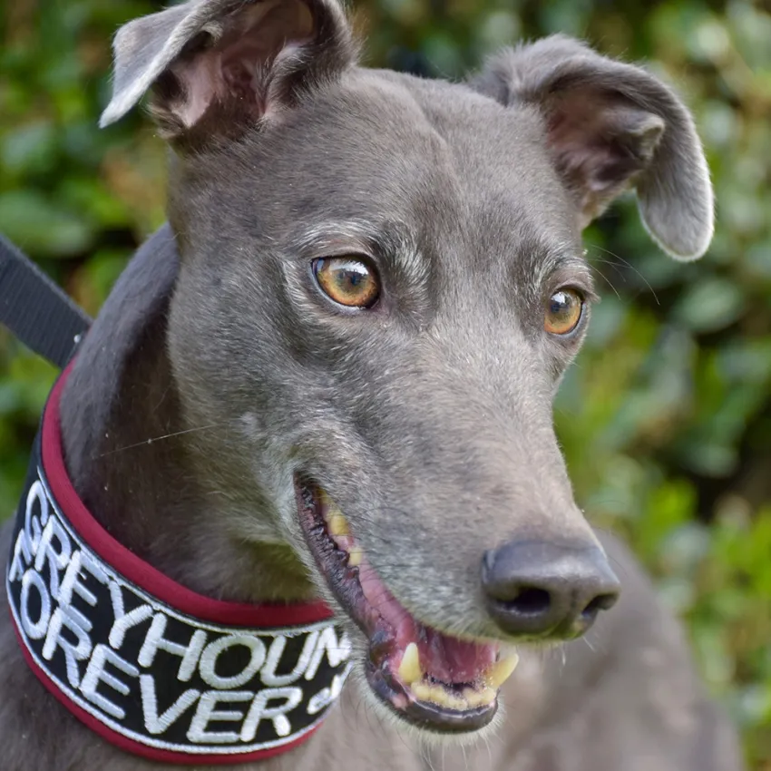Greyhound Erin+Sofia
