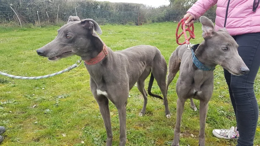 Greyhound Erin+Sofia