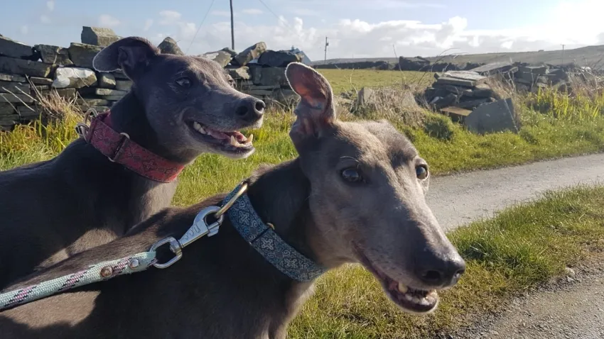 Greyhound Erin+Sofia