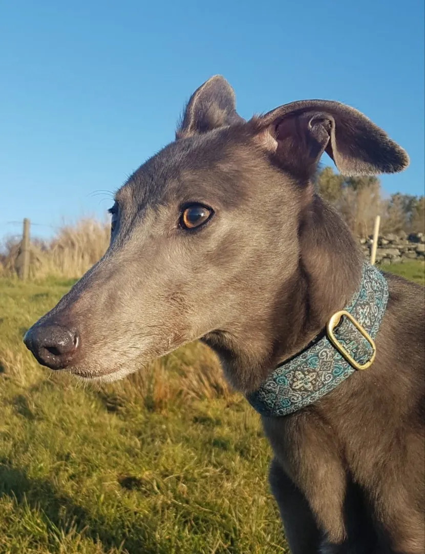 Greyhound Erin+Sofia