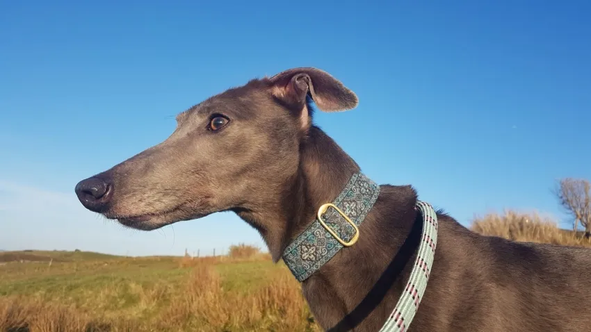 Greyhound Erin+Sofia