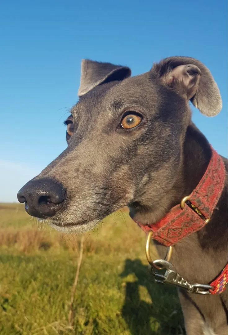 Greyhound Erin+Sofia