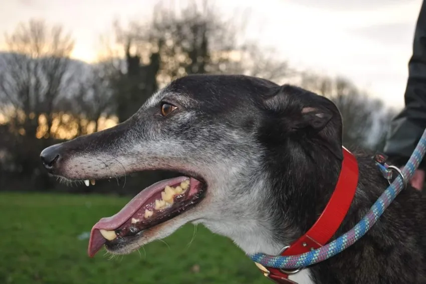 Greyhound Jude