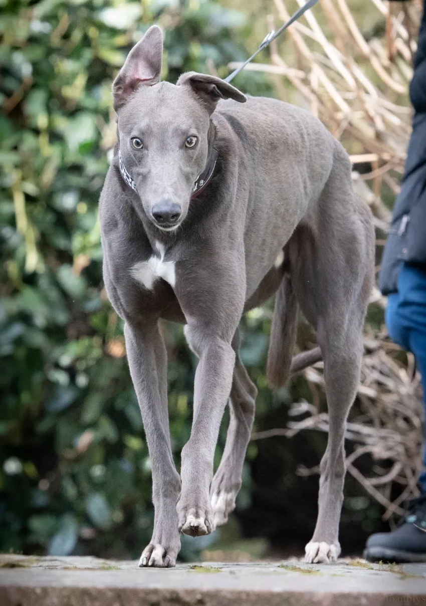 Greyhound Enzo