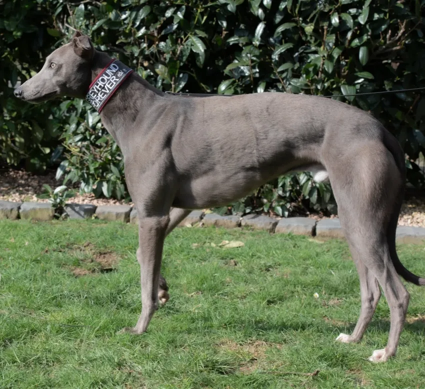 Greyhound Enzo