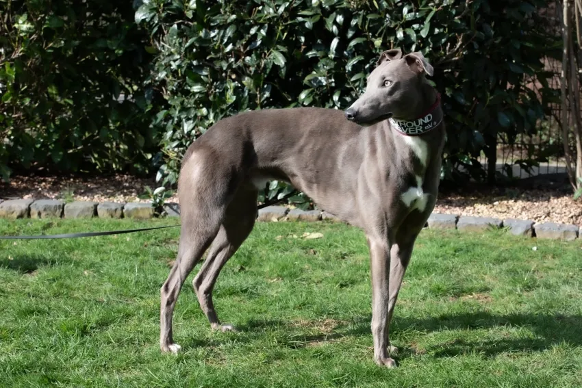 Greyhound Enzo
